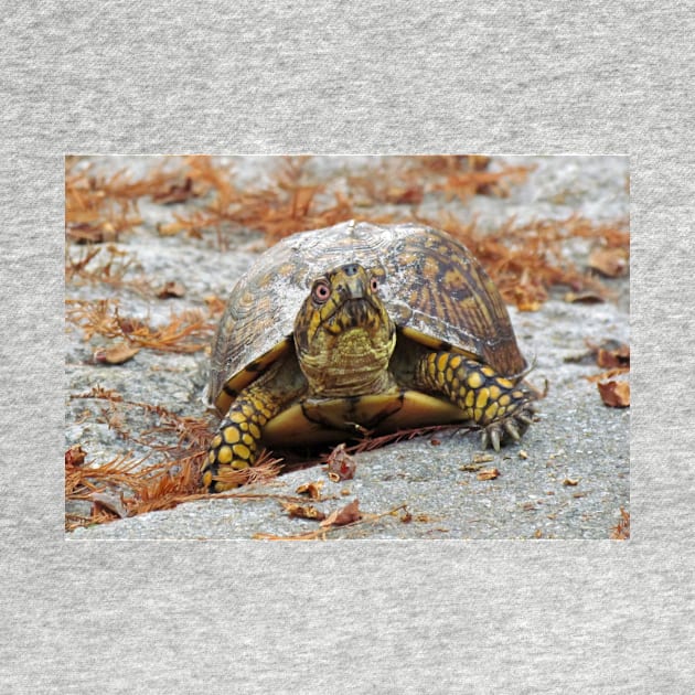 Eastern Box Turtle by Cynthia48